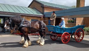 Horse drawn carriage